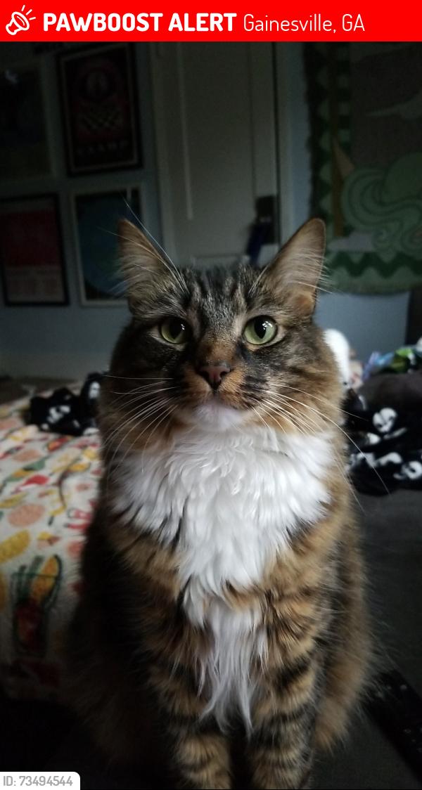 Lost Female Cat last seen Tessa Shallowford Housing complex, Gainesville, GA 30504
