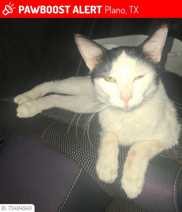 Lost Male Cat last seen Academy sports, Plano, TX 75023