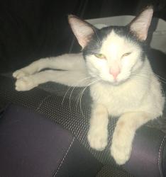 Lost Male Cat last seen Academy sports, Plano, TX 75023