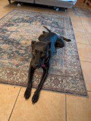 Lost Female Dog last seen Park blvd and Oakhurst Road, Seminole, FL 33776