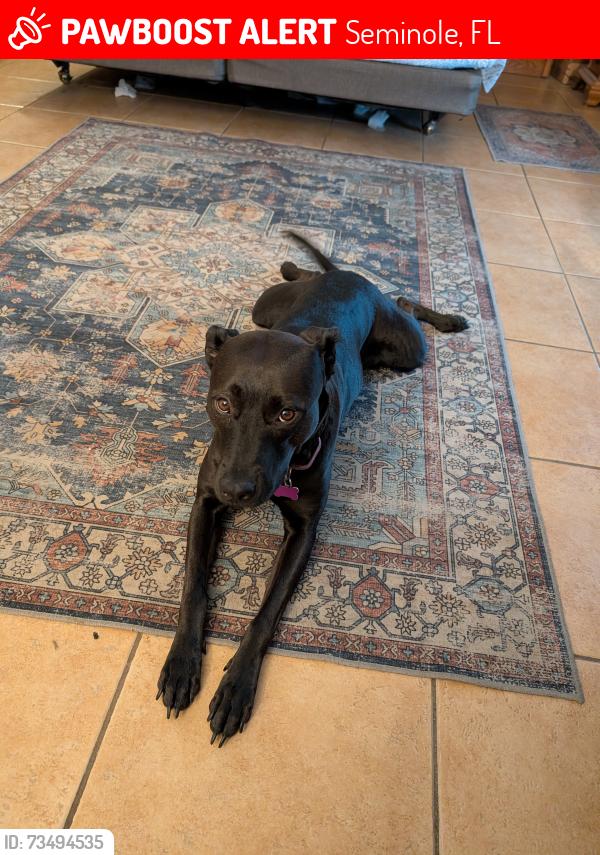 Lost Female Dog last seen Park blvd and Oakhurst Road, Seminole, FL 33776