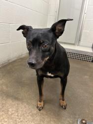 Found/Stray Female Dog last seen Near N Grove, Oklahoma City, OK 73122