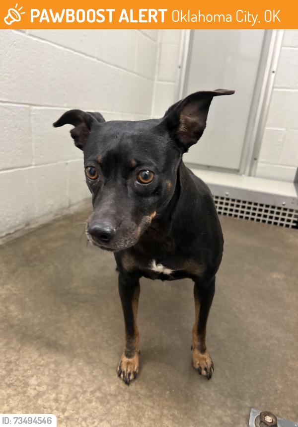 Found/Stray Female Dog last seen Near N Grove, Oklahoma City, OK 73122