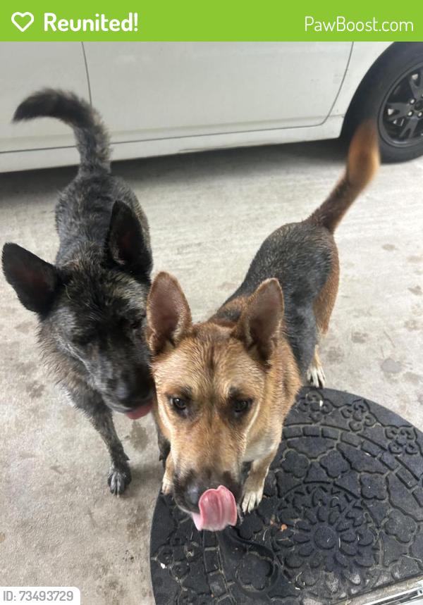 Reunited Female Dog last seen near gage canal, Riverside, CA 92506