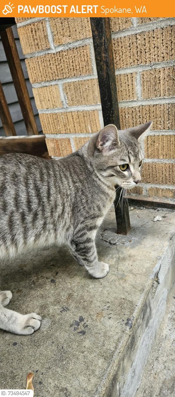 Found/Stray Male Cat last seen Coeur d'Alene park, Spokane, WA 99201