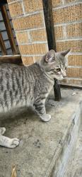 Found/Stray Male Cat last seen Coeur d'Alene park, Spokane, WA 99201