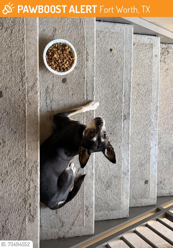 Found/Stray Female Dog last seen Bell Presidio apmt, Fort Worth, TX 76177