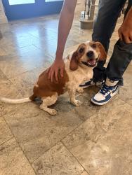 Found/Stray Unknown Dog last seen Sundancer, Clearwater, FL 33763