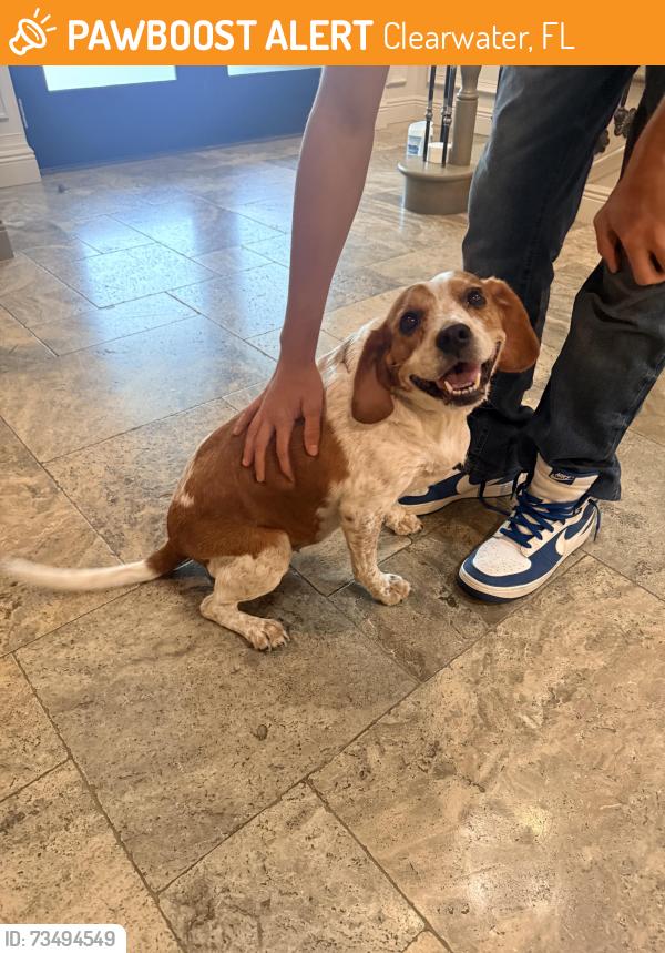 Found/Stray Unknown Dog last seen Sundancer, Clearwater, FL 33763