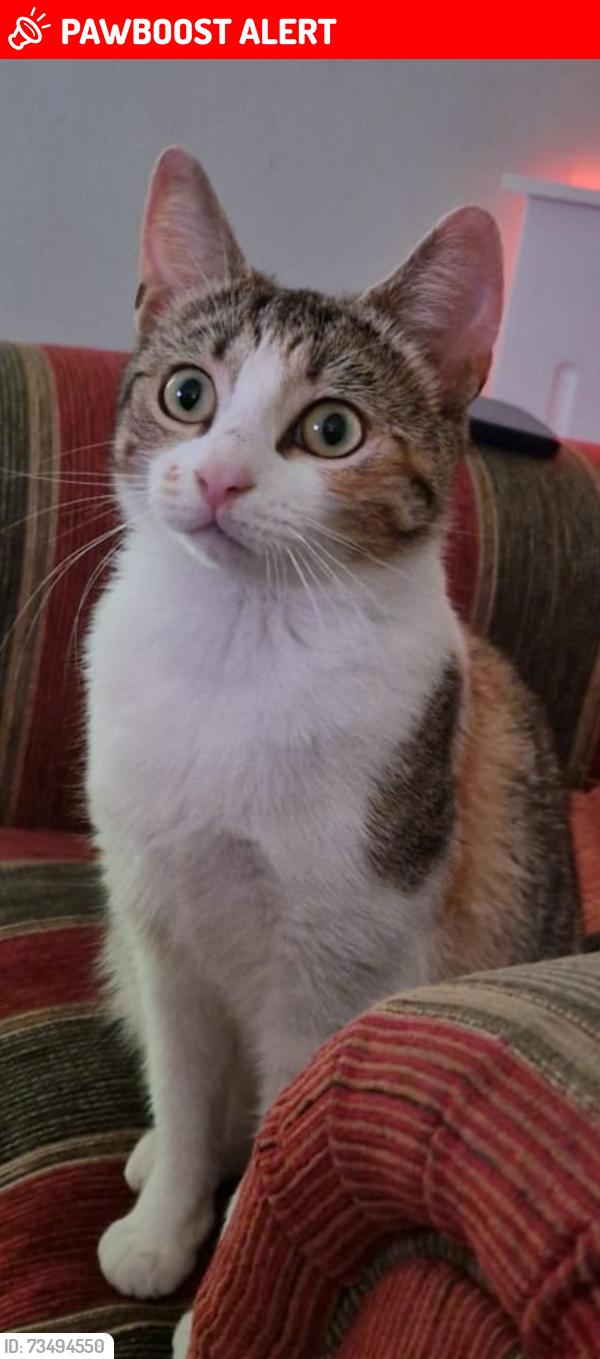 Lost Female Cat last seen Rastrick, West Yorkshire, England HD6 3PD