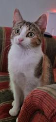 Lost Female Cat last seen Rastrick, West Yorkshire, England HD6 3PD