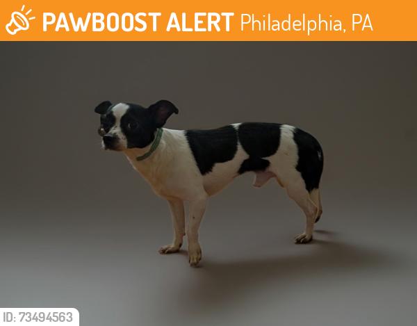 Found/Stray Male Dog last seen Godfrey and Tabor, Philadelphia, PA 19120