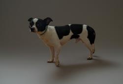 Found/Stray Male Dog last seen Godfrey and Tabor, Philadelphia, PA 19120