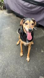 Reunited Male Dog last seen Heron’s Pointe subdivision near railroad tracks, Knoxville, TN 37922