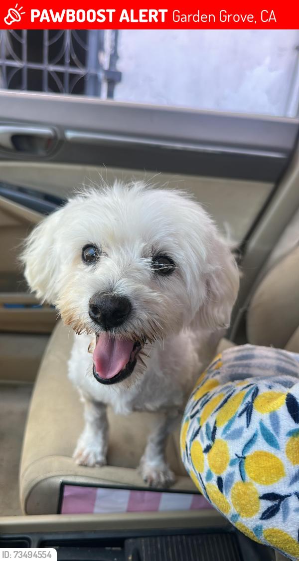 Lost Male Dog last seen Brookhurst st y Royal palm blvd, Garden Grove, CA 92844