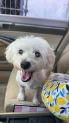 Lost Male Dog last seen Brookhurst st y Royal palm blvd, Garden Grove, CA 92844