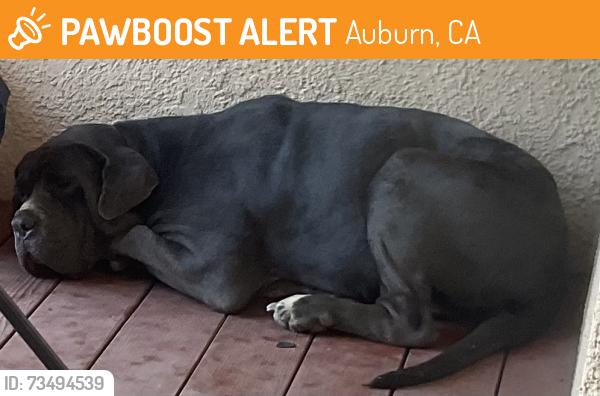 Found/Stray Male Dog last seen We are very close to Auburn/Folsum road, Auburn, CA 95603
