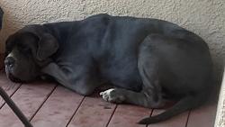 Found/Stray Male Dog last seen We are very close to Auburn/Folsum road, Auburn, CA 95603
