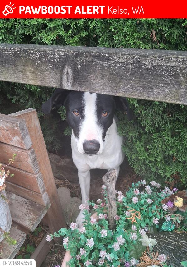 Lost Male Dog last seen Dollars store in longview, Kelso, WA 98632