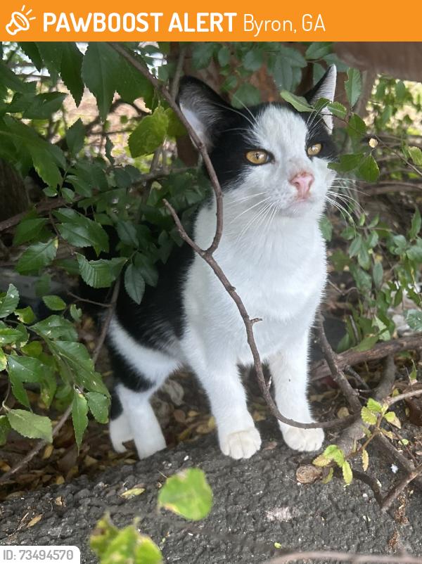 Found/Stray Male Cat last seen Near highway, Byron, GA 31008