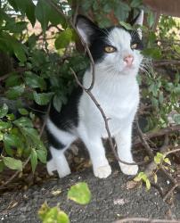 Found/Stray Male Cat last seen Near highway, Byron, GA 31008