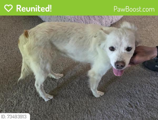 Reunited Female Dog last seen Morado Dr and Rondo Way, Colorado Springs, CO 80911
