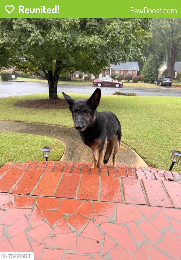 Reunited Female Dog last seen Holly Dr, Spartanburg, SC 29301, USA, Spartanburg, SC 29301