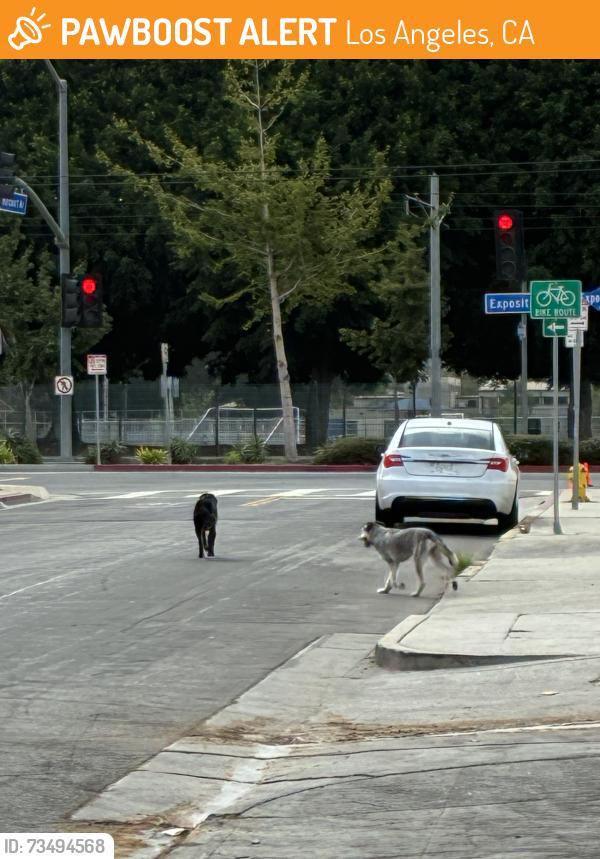 Found/Stray Unknown Dog last seen Jefferson and Harcourt, Los Angeles, CA 90016