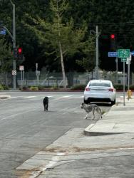 Found/Stray Unknown Dog last seen Jefferson and Harcourt, Los Angeles, CA 90016