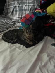 Reunited Female Cat last seen Springfield street Chicopee Ma, Chicopee, MA 01013