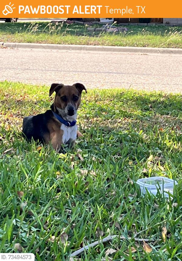 Found/Stray Male Dog last seen Bent oak and sunrise, Temple, TX 76502