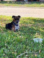 Found/Stray Male Dog last seen Bent oak and sunrise, Temple, TX 76502