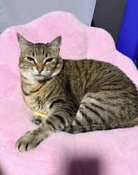Reunited Male Cat last seen 152nd st, Surrey, BC V3R 1W6