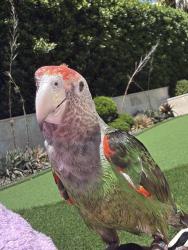 Lost Female Bird last seen Near SW 96th St, Pinecrest, FL 33156