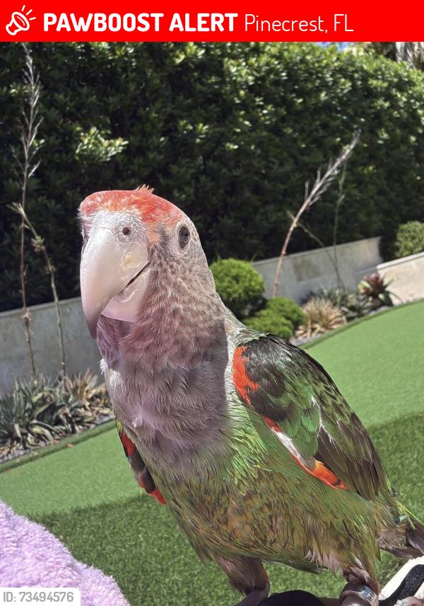 Lost Female Bird last seen Near SW 96th St, Pinecrest, FL 33156