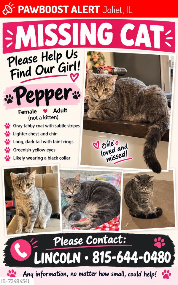 Lost Female Cat last seen Essington, Joliet, IL 60431
