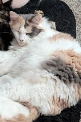 Reunited Female Cat last seen Wren and Canary, League City, TX 77573