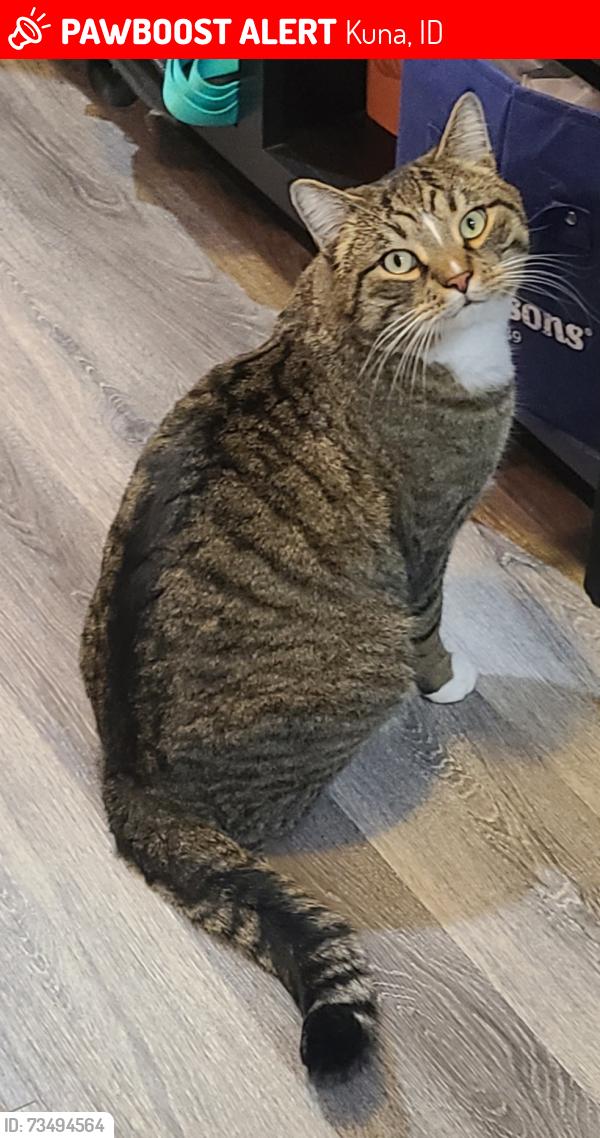 Lost Male Cat last seen Hubbard and Meridian Rd, Kuna, ID 83634