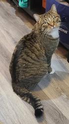 Lost Male Cat last seen Hubbard and Meridian Rd, Kuna, ID 83634