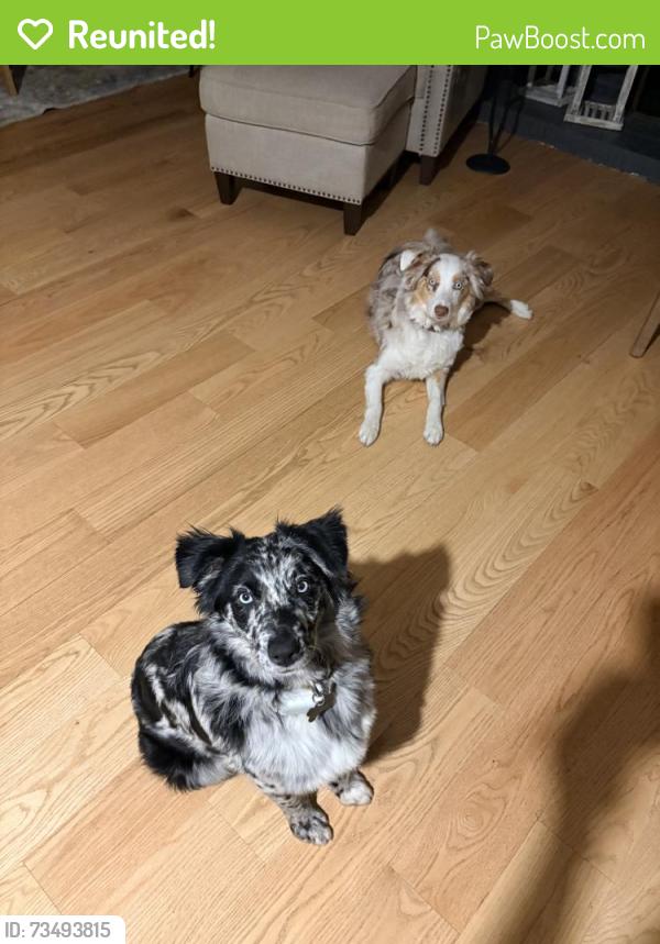 Reunited Male Dog last seen Near Olentangy River Rd, Columbus, OH 43085, USA, Columbus, OH 43085