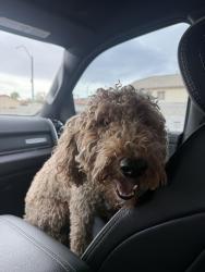 Reunited Unknown Dog last seen Bonanza and Mt. Hood, Sunrise Manor, NV 89110