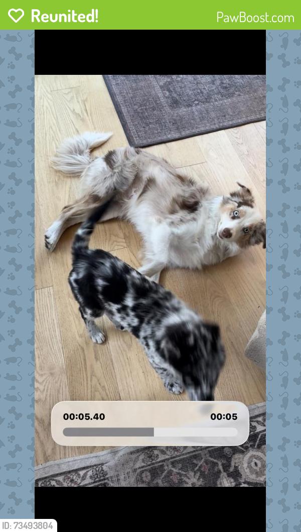 Reunited Female Dog last seen Near Olentangy River Rd, Columbus, OH 43085, USA, Columbus, OH 43085