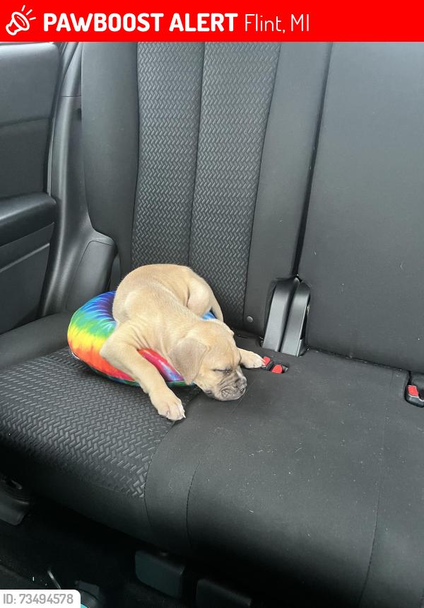 Lost Male Dog last seen Welch and ballenger, Flint, MI 48504