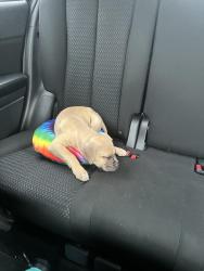 Lost Male Dog last seen Welch and ballenger, Flint, MI 48504