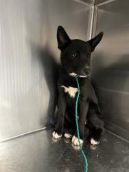 Shelter Stray Female Dog last seen BOULDER DR, WHITEWATER CA, 72050 Pet Land Pl, Thousand Palms, CA 92276, USA