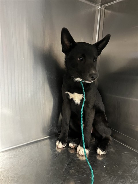Shelter Stray Female Dog last seen BOULDER DR, WHITEWATER CA, 72050 Pet Land Pl, Thousand Palms, CA 92276, USA