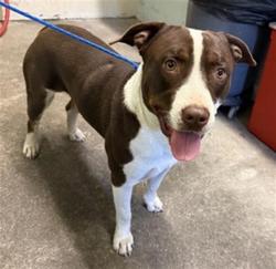 Shelter Stray Male Dog last seen DEL PASO BLVD & LAMPASAS AVE, 2127 Front St, Sacramento, CA 95818, USA