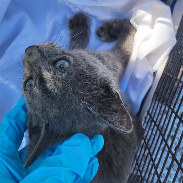 Shelter Stray Female Cat last seen RAY BON APARTMENTS, 4710 TX-151, San Antonio, TX 78227, USA