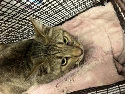 Shelter Stray Male Cat last seen Near BLK HULLETT ST, LONG BEACH, CA 90805, 7700 E Spring St, Long Beach, CA 90815, USA
