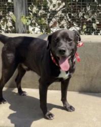 Shelter Stray Male Dog last seen , 957 N Gaffey St, San Pedro, CA 90731, USA